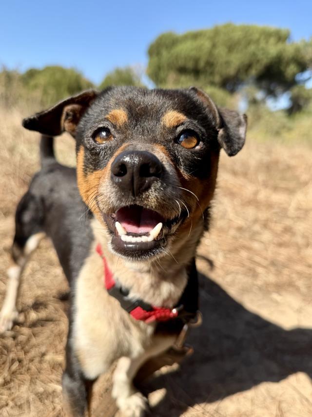 HUGO photo