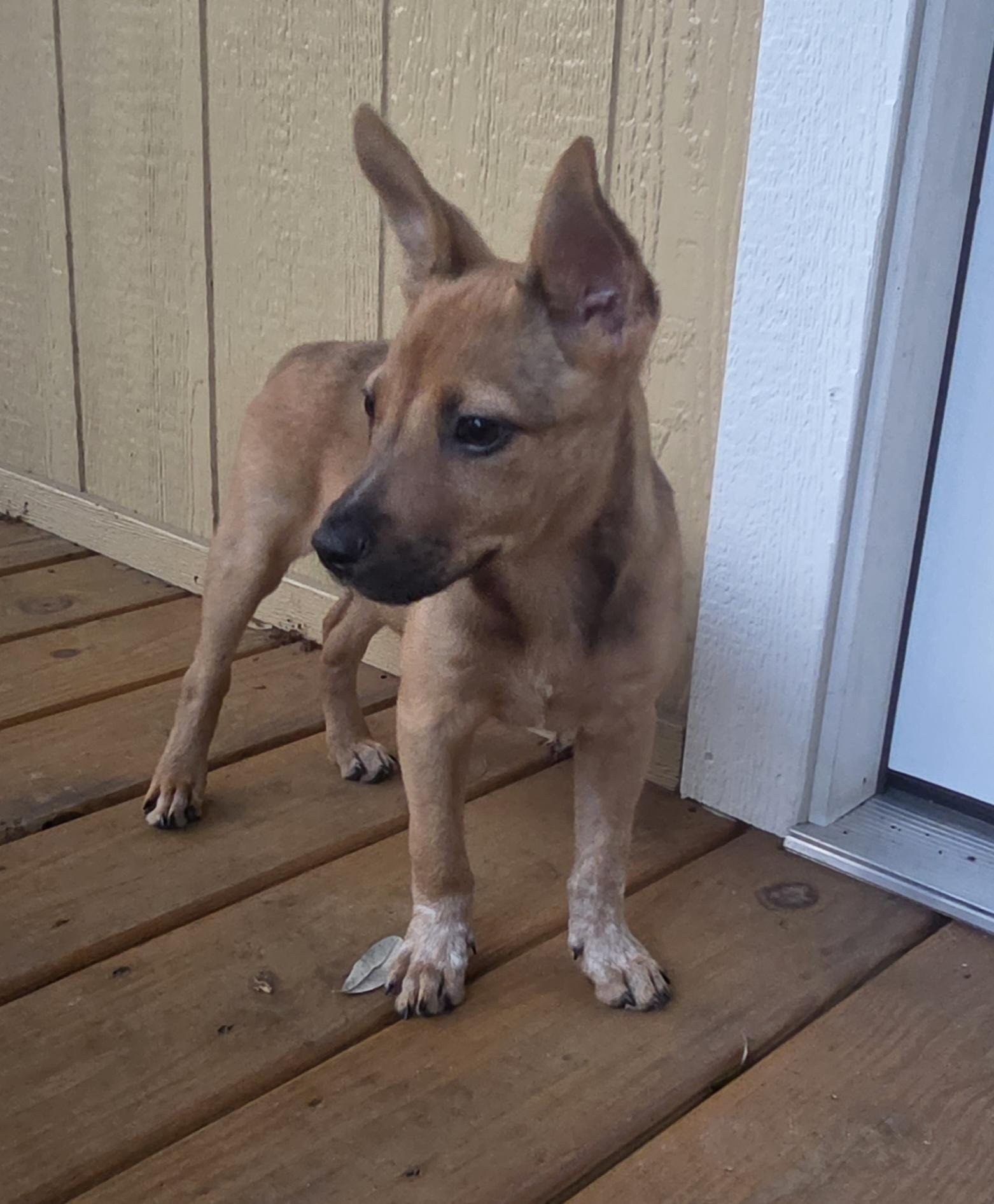 Kunu aka Summer - In Lakeland, a Adoptable mixed breed in Bradenton, FL image 1/6