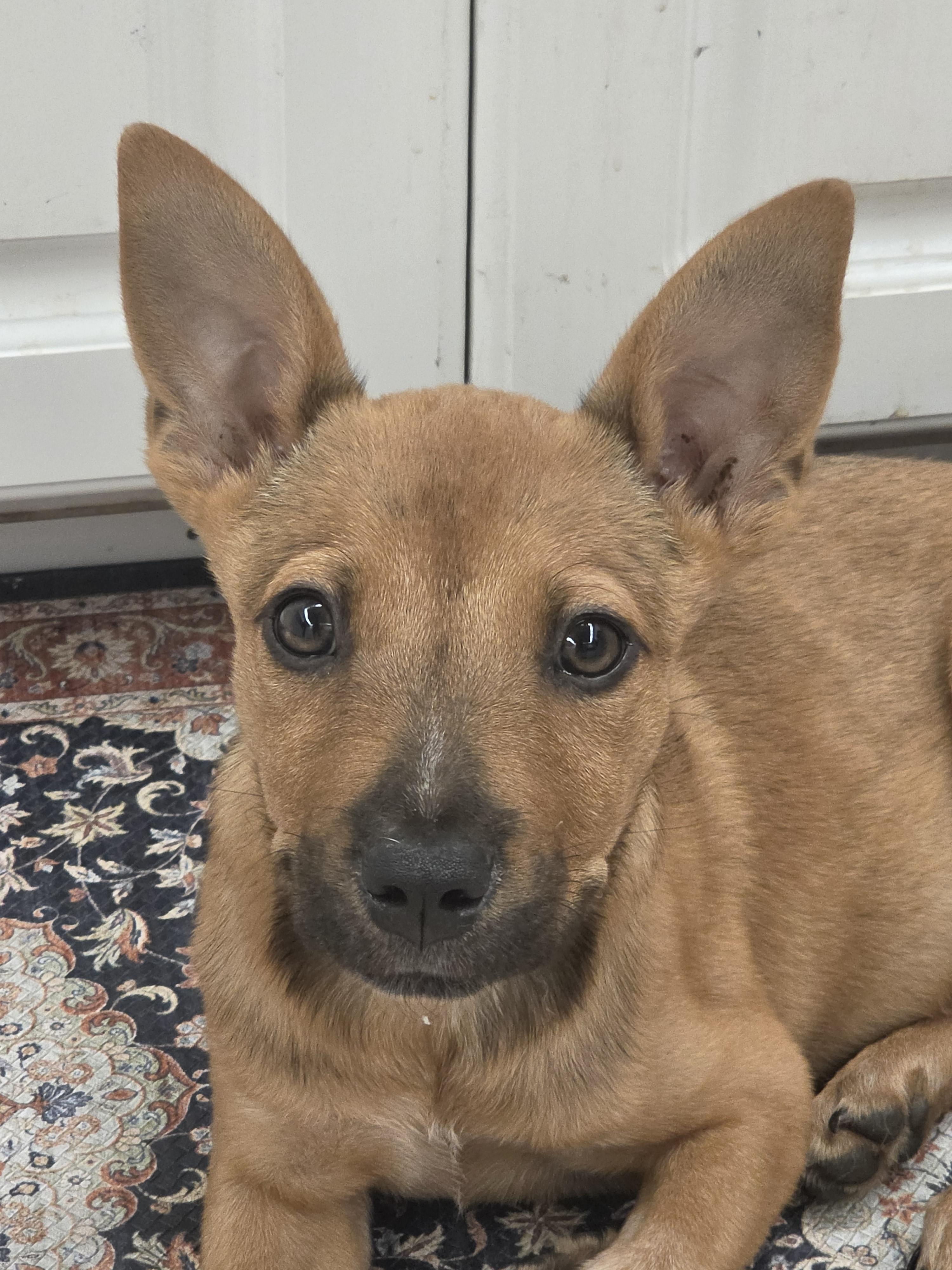 Kunu aka Summer - In Lakeland, a Adoptable mixed breed in Bradenton, FL image 2/6