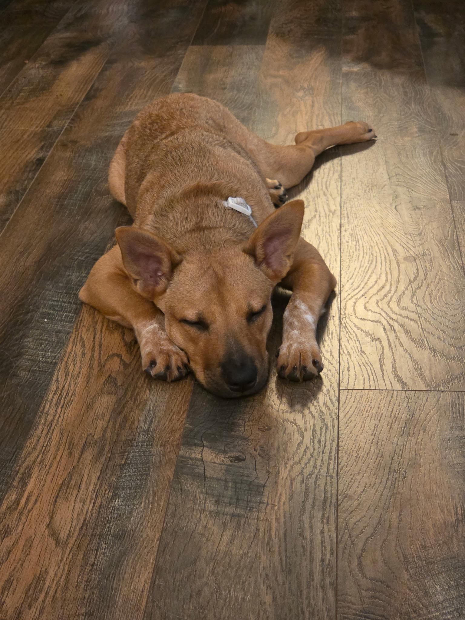 Enlarge Kunu aka Summer - In Lakeland, a Adoptable mixed breed in Bradenton, FL image 2/6