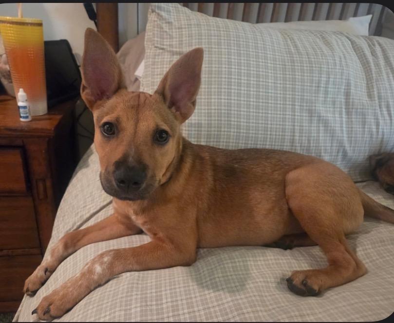Enlarge Kunu aka Summer - In Lakeland, a Adoptable mixed breed in Bradenton, FL image 3/6
