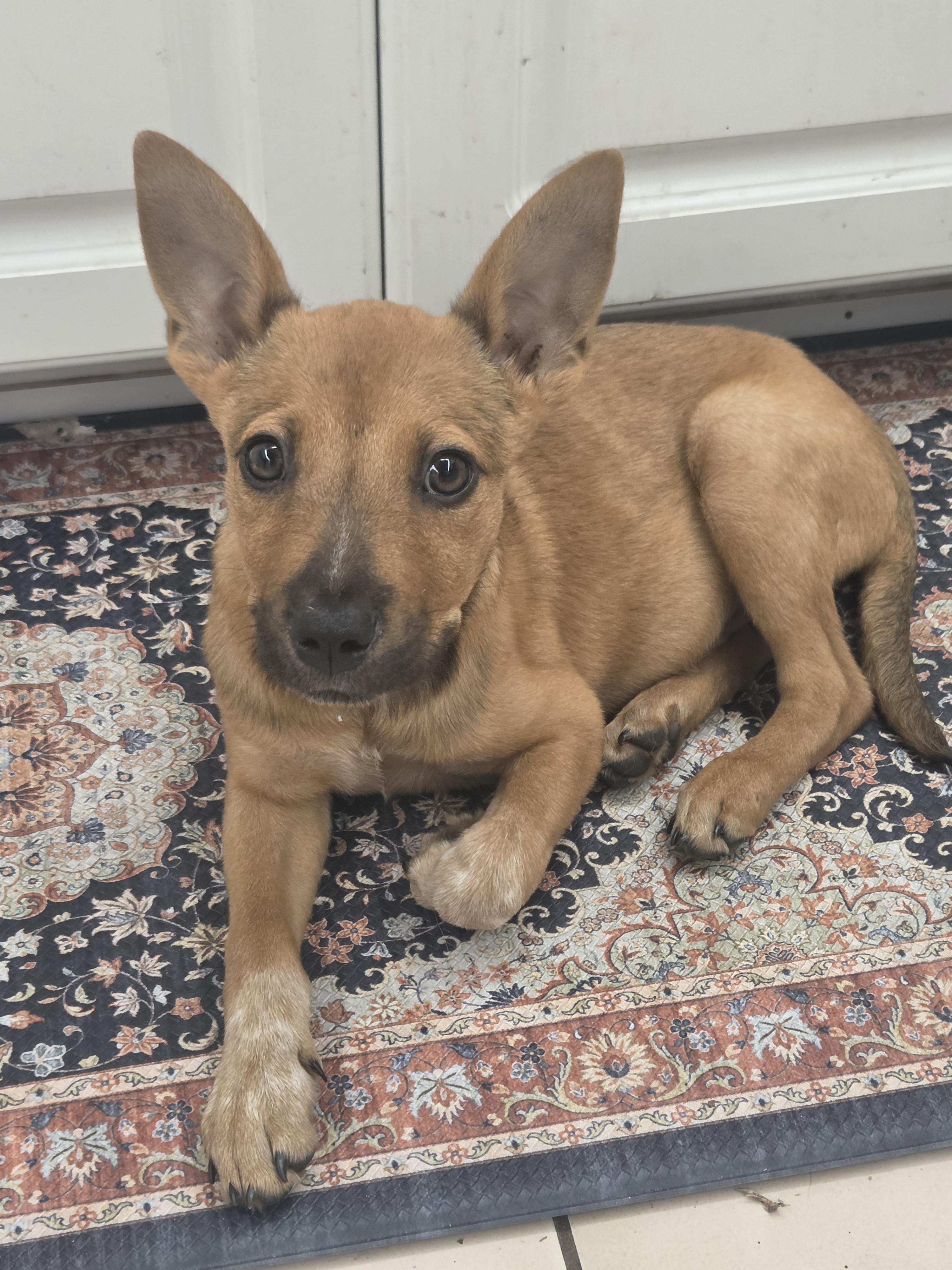 Kunu aka Summer - In Lakeland, a Adoptable mixed breed in Bradenton, FL image 3/6