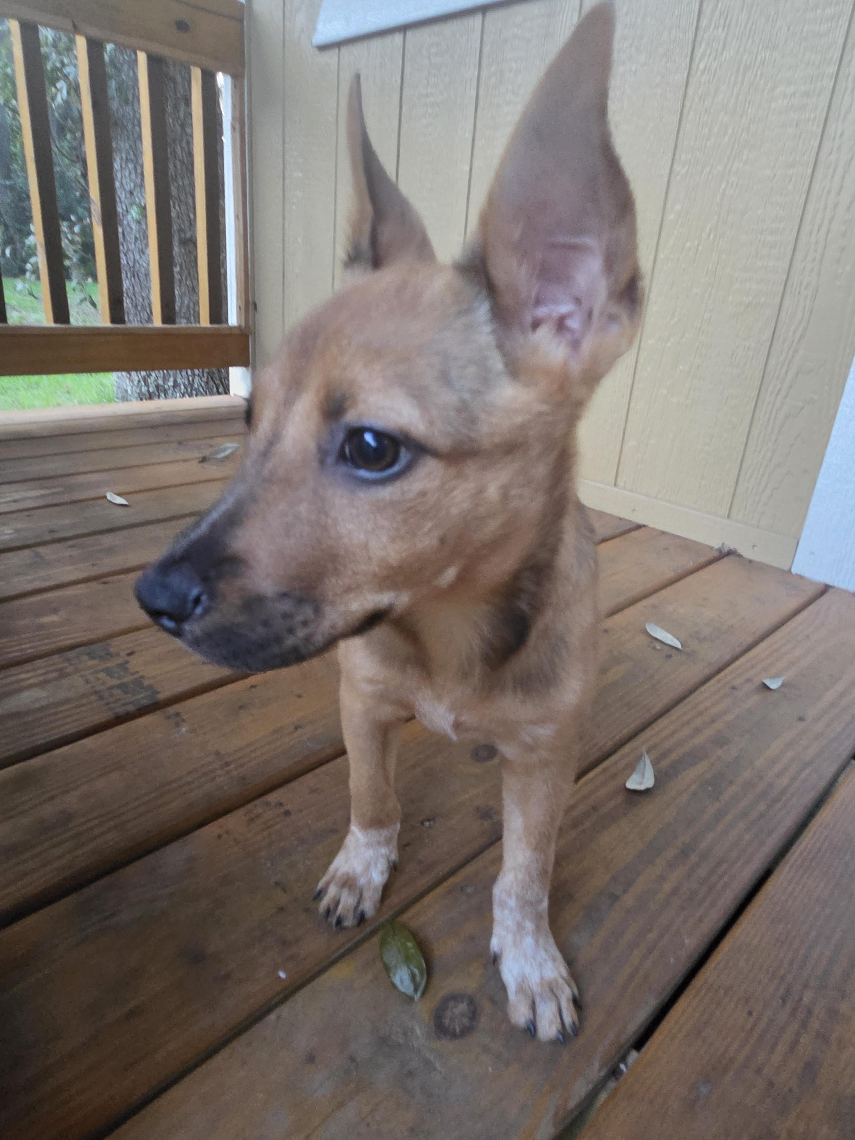 Kunu aka Summer - In Lakeland, a Adoptable mixed breed in Bradenton, FL image 4/6