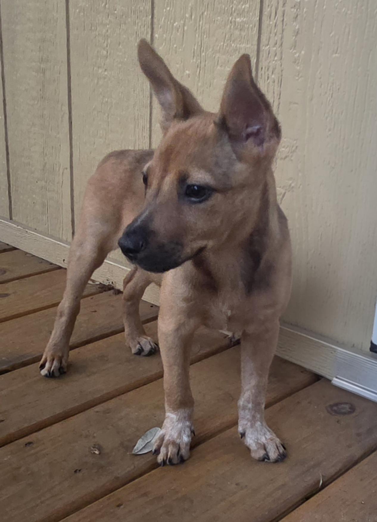 Kunu aka Summer - In Lakeland, a Adoptable mixed breed in Bradenton, FL image 5/6