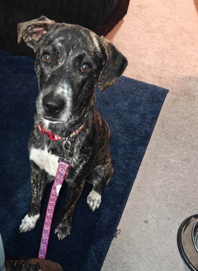 Enlarge Caroline, a Adoptable Plott Hound in merrillville, IN image 1/1
