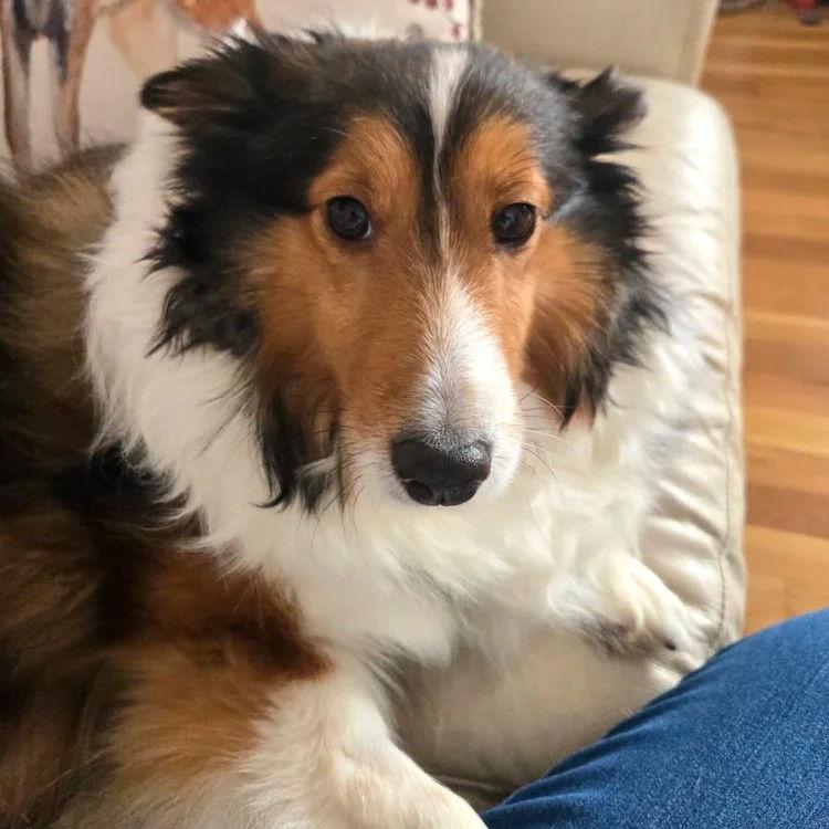 Enlarge Lilac adoption ppending, a Adoptable Shetland Sheepdog / Sheltie in Dublin, OH image 1/3