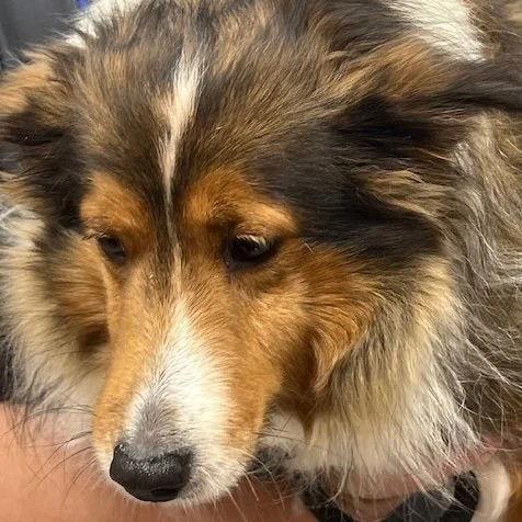Enlarge Lilac adoption ppending, a Adoptable Shetland Sheepdog / Sheltie in Dublin, OH image 2/3