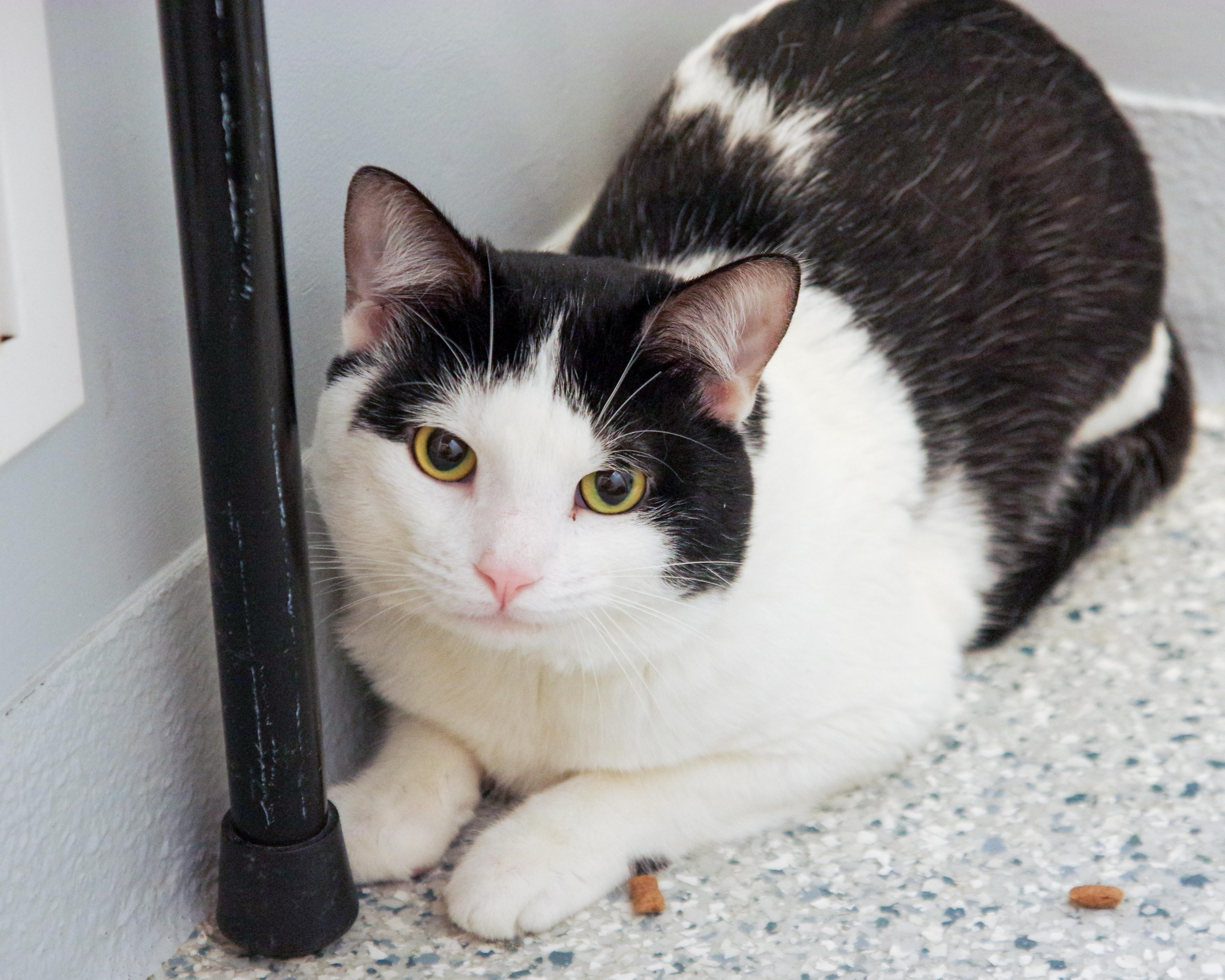 Enlarge Benji and Leo, a ADOPTABLE mixed breed in Scituate, MA image 2/4
