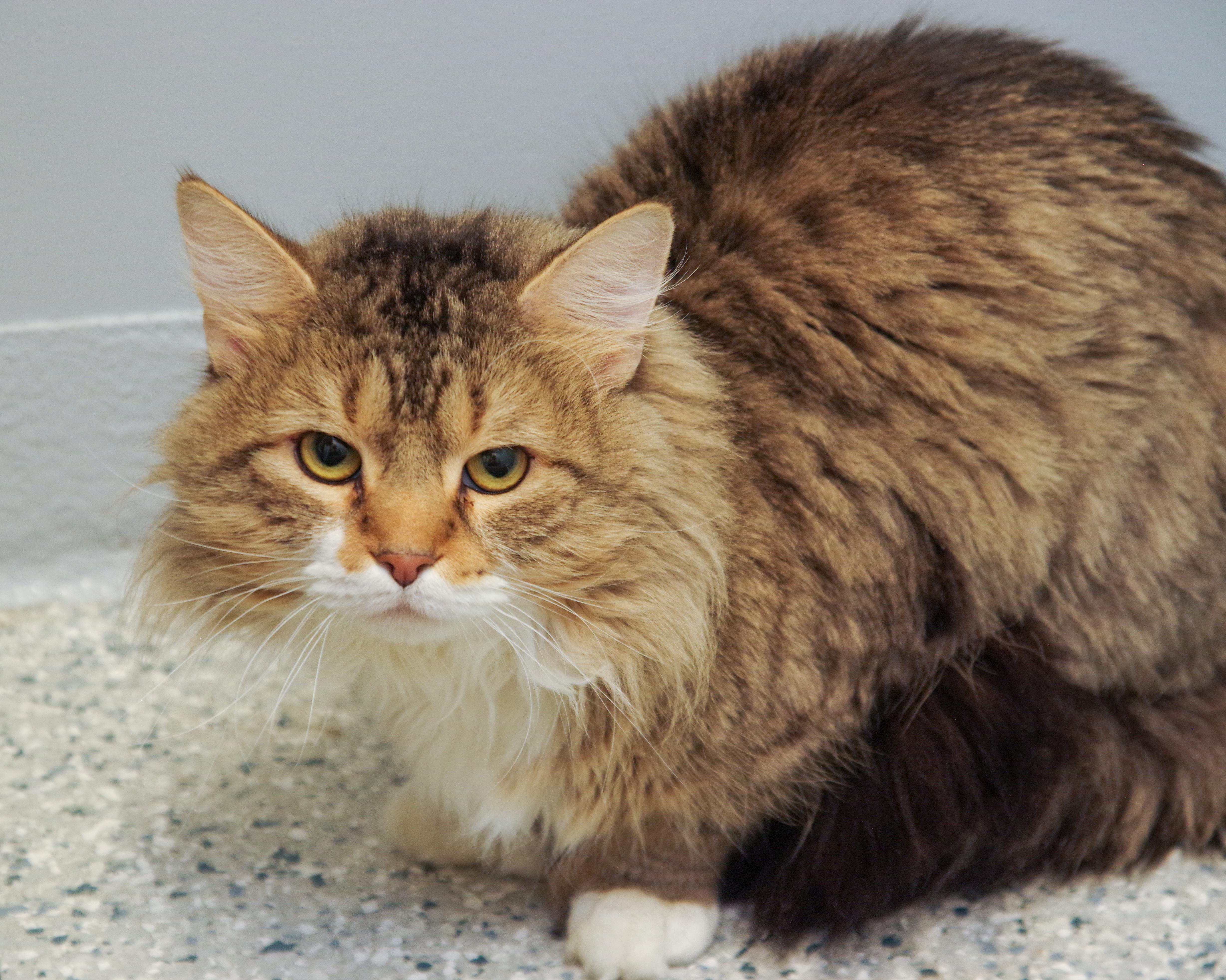 Benji and Leo, ADOPTABLE, Adult Male Domestic Long Hair.