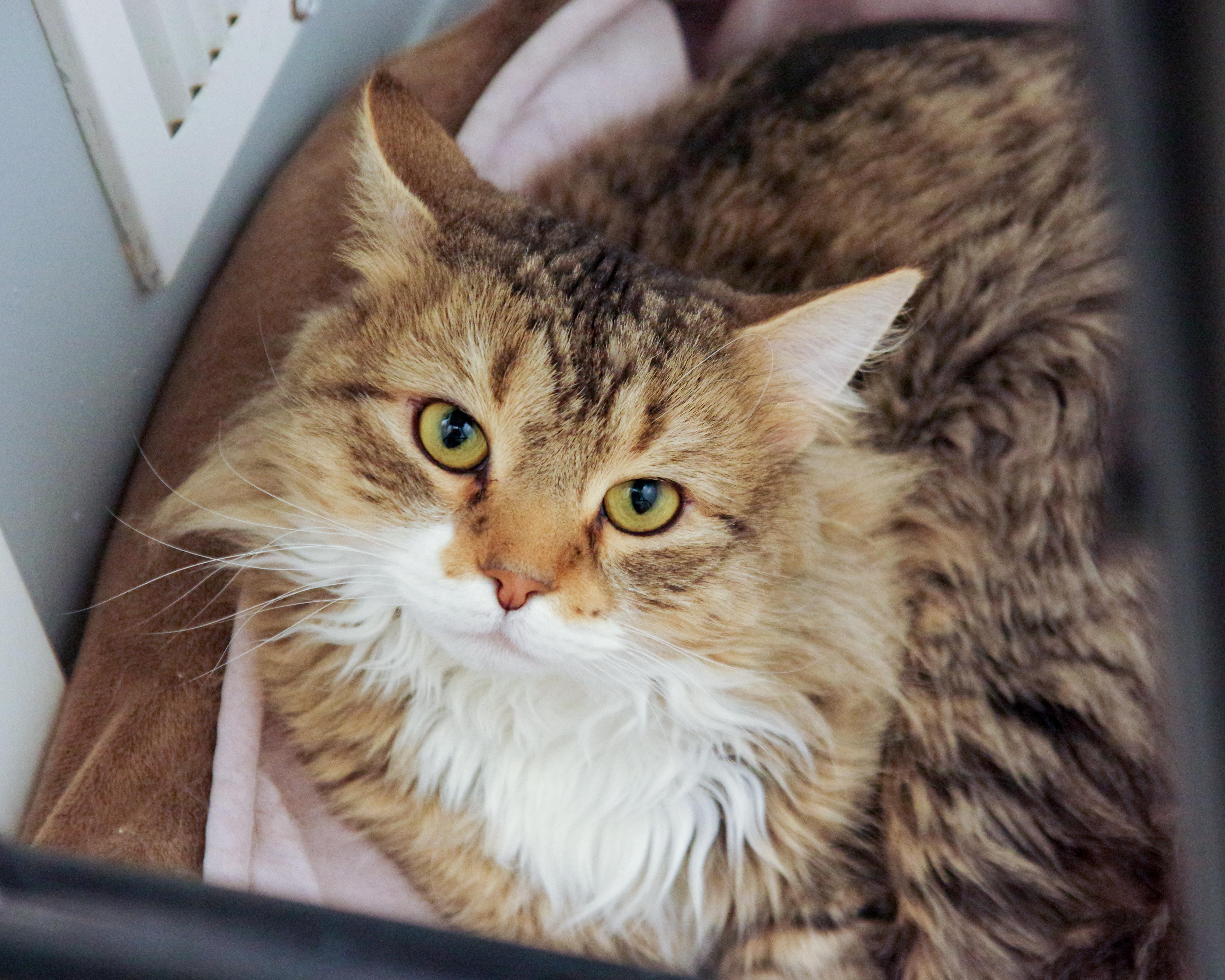 Benji, a ADOPTABLE mixed breed in Scituate, MA image 2/2