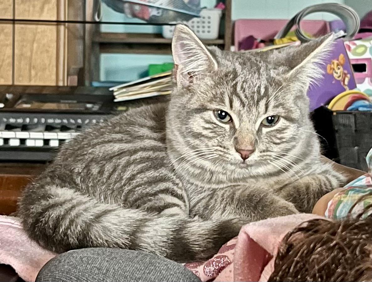 Enlarge Rocky, a Adoptable Domestic Short Hair in Elkland, PA image 3/5