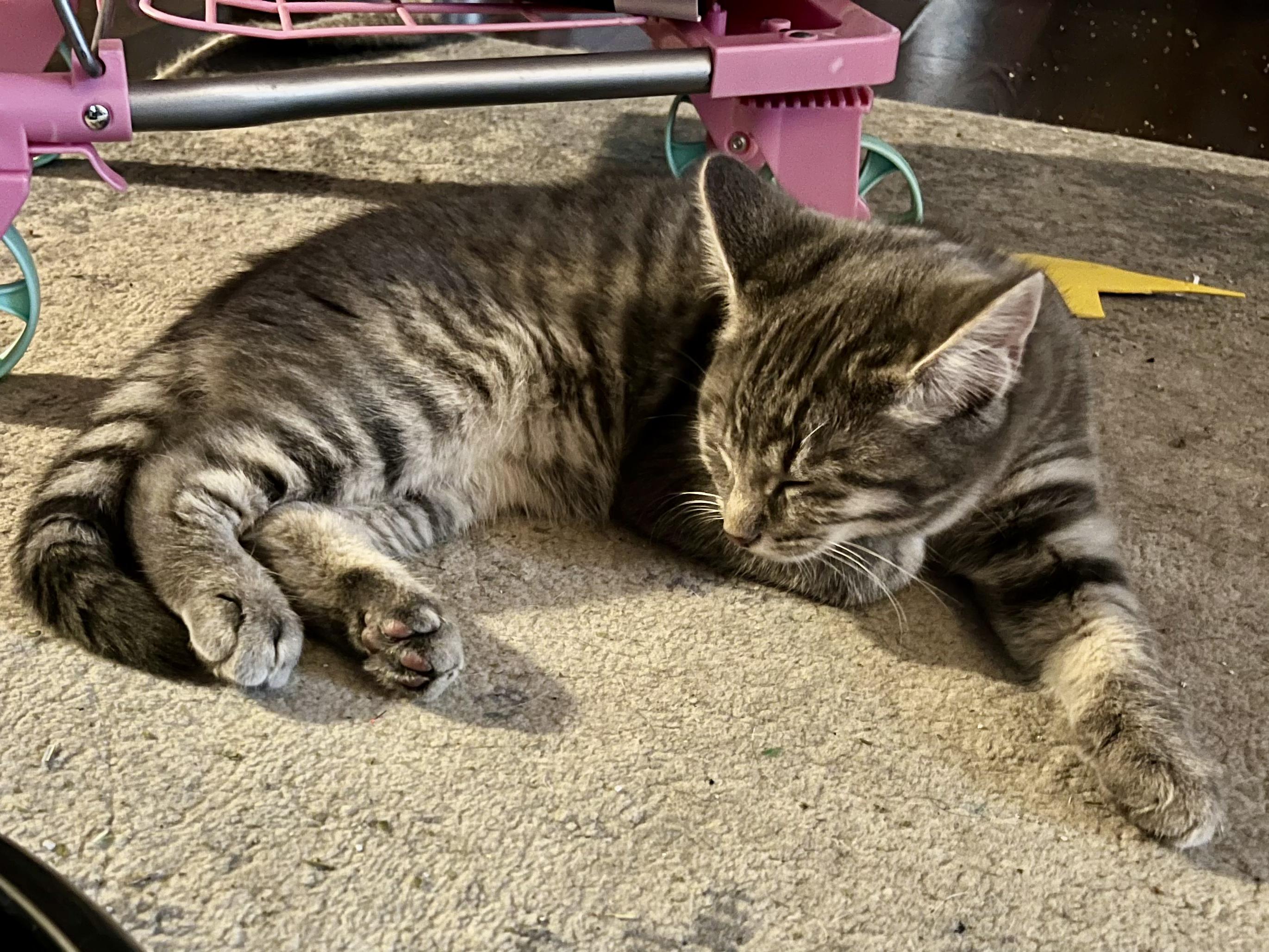 Enlarge Rocky, a Adoptable Domestic Short Hair in Elkland, PA image 2/5