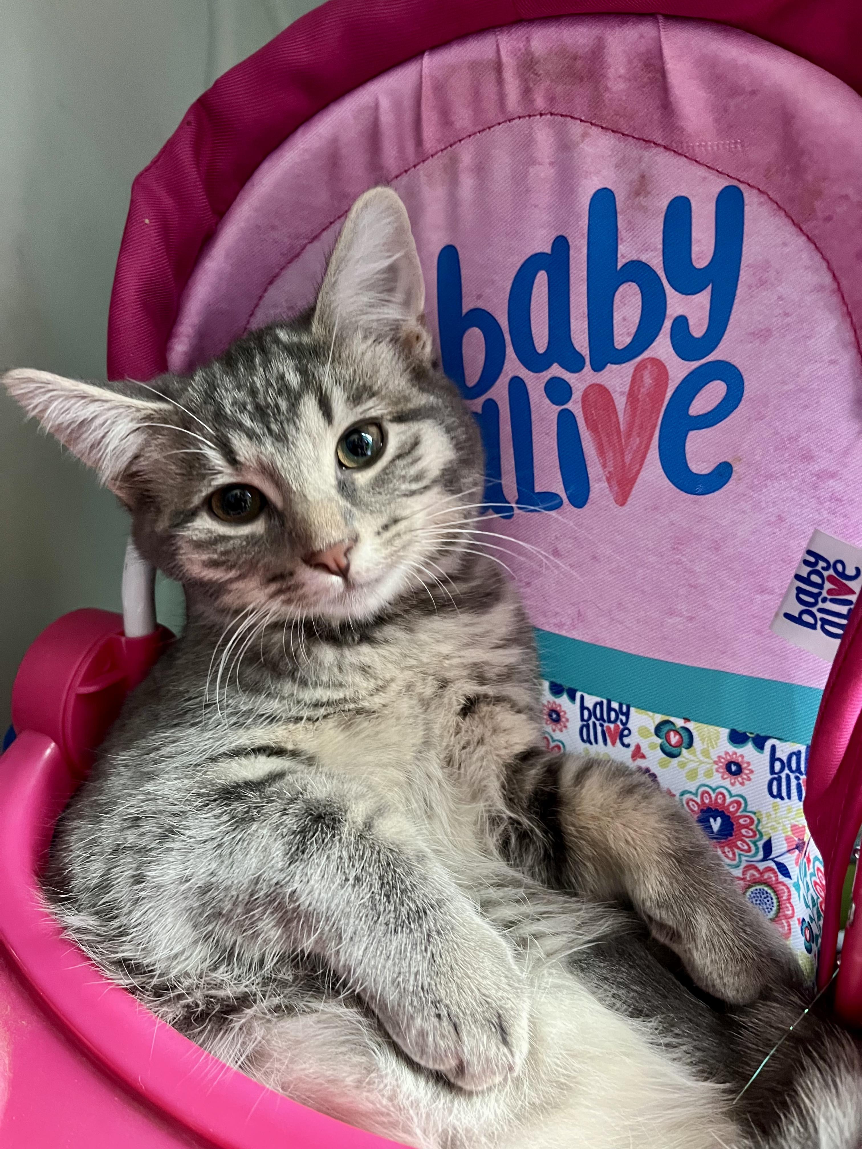 Rocky, Adoptable, Kitten Male Domestic Short Hair.