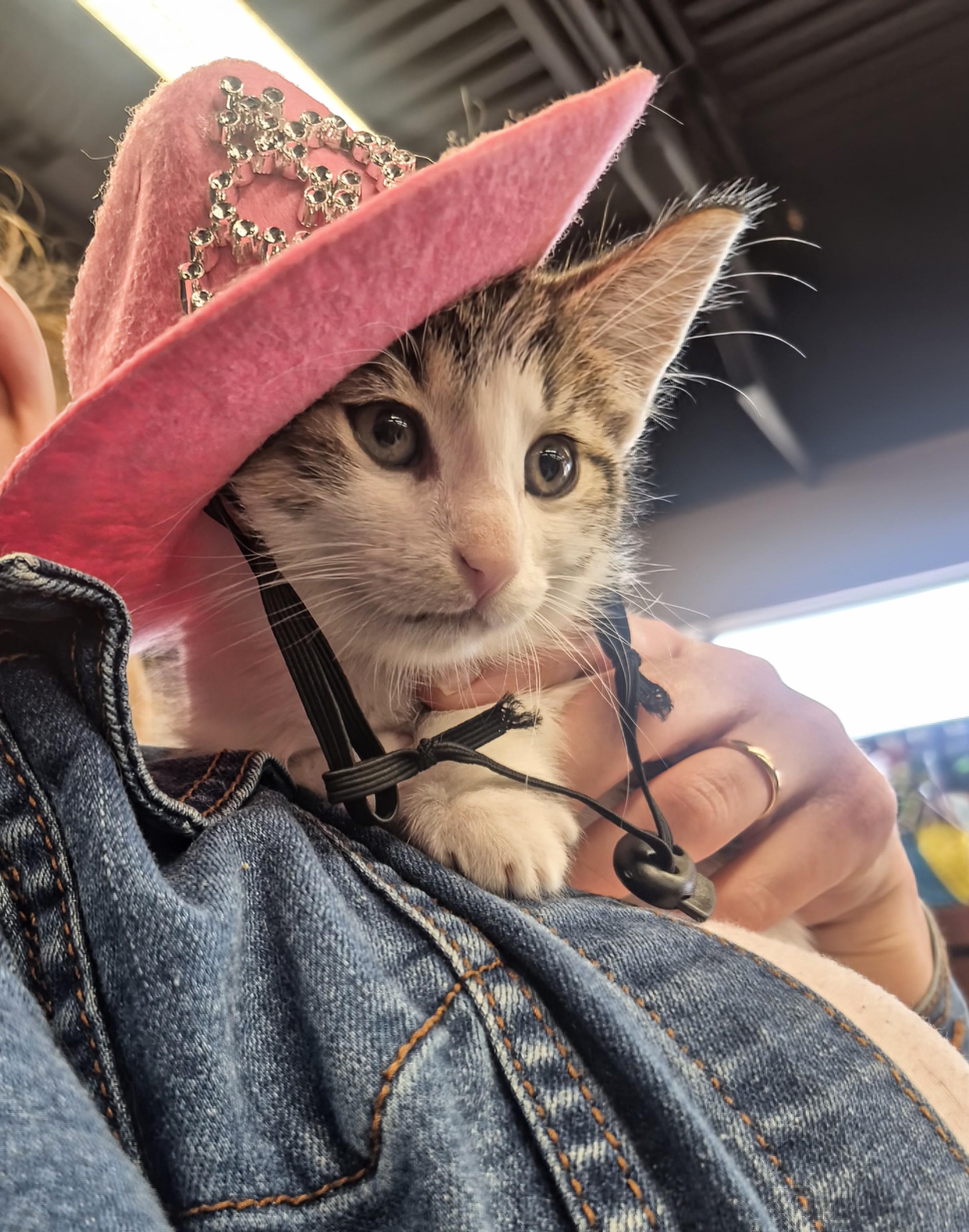 Enlarge Tristan, a Adopted Domestic Short Hair in Winnipeg, MB image 6/6