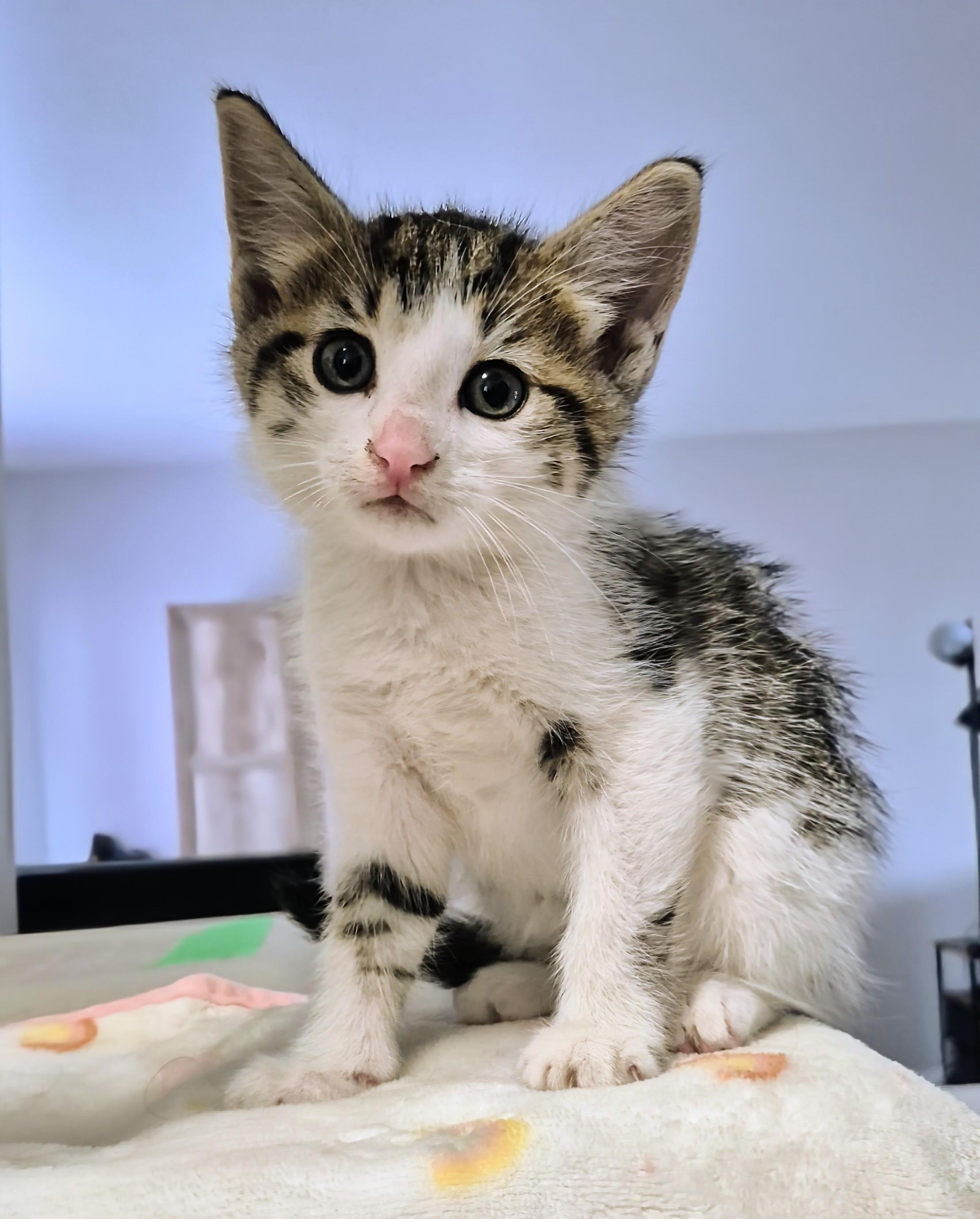 Enlarge Tristan, a Adopted Domestic Short Hair in Winnipeg, MB image 1/6