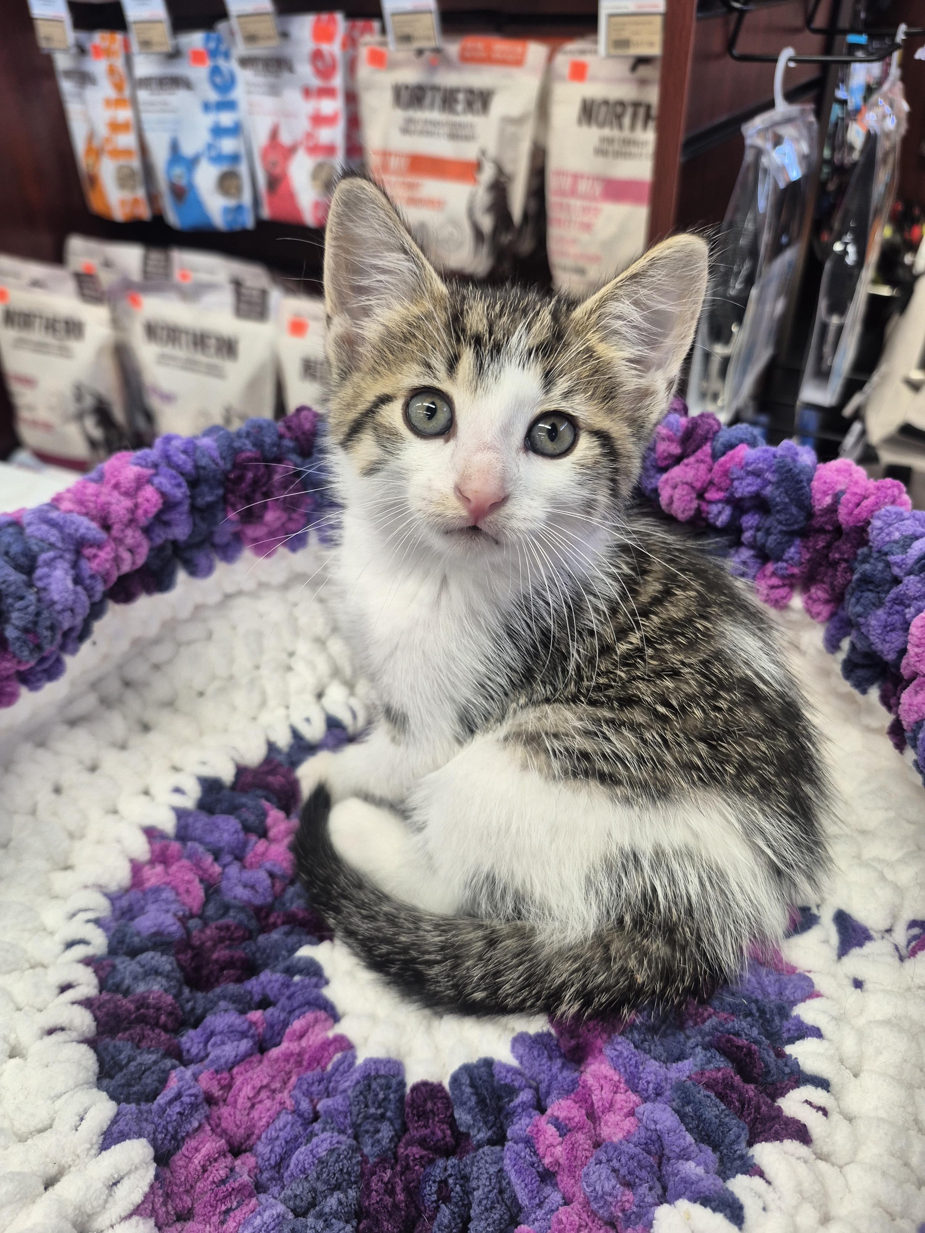 Enlarge Tristan, a Adopted Domestic Short Hair in Winnipeg, MB image 4/6