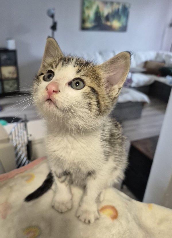 Enlarge Tristan, a Adopted Domestic Short Hair in Winnipeg, MB image 2/6