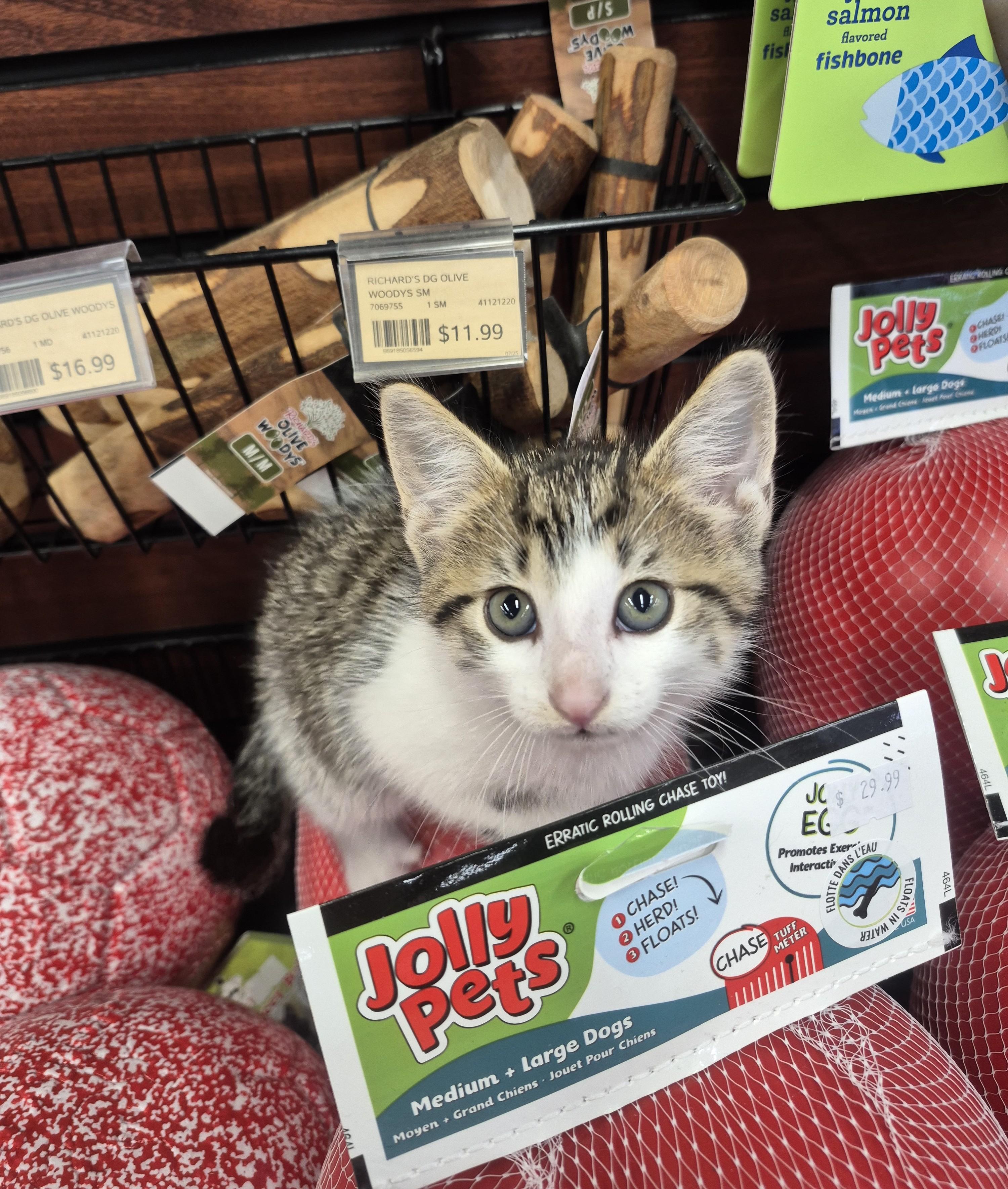Enlarge Tristan, a Adopted Domestic Short Hair in Winnipeg, MB image 5/6