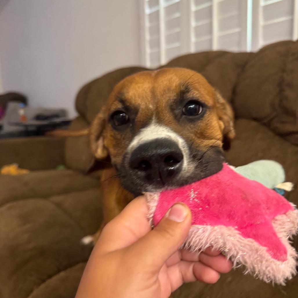 Enlarge Haven, a Adoptable mixed breed in Tonopah, AZ image 1/6