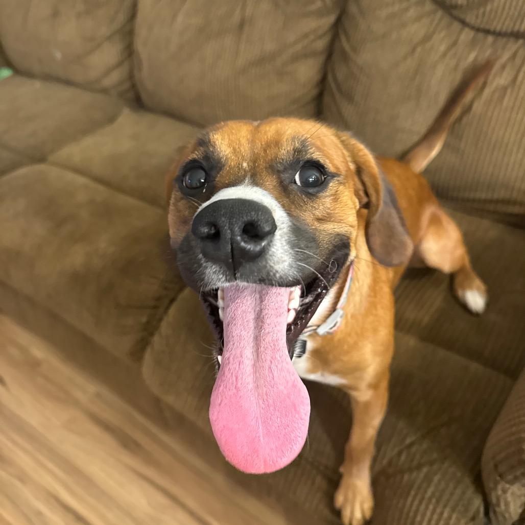 Enlarge Haven, a Adoptable mixed breed in Tonopah, AZ image 4/6