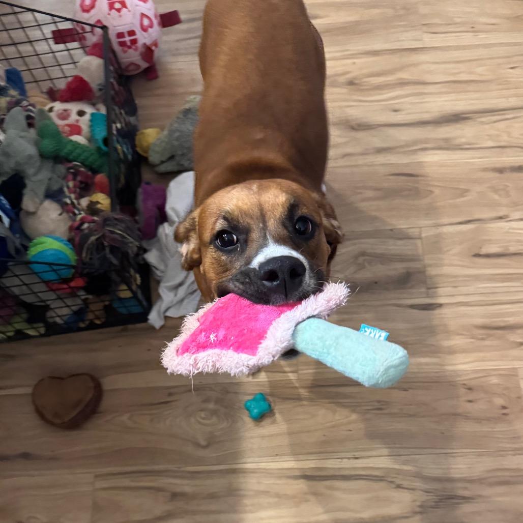 Enlarge Haven, a Adoptable mixed breed in Tonopah, AZ image 5/6