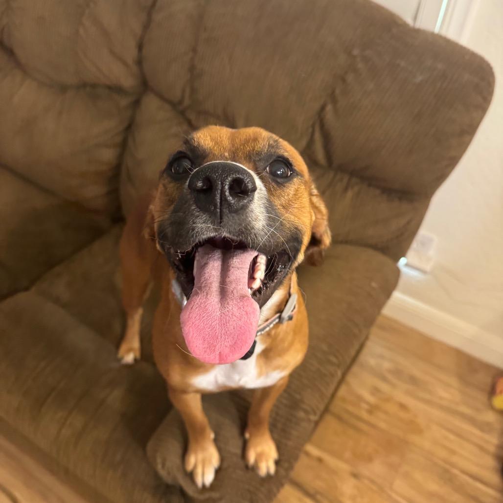 Enlarge Haven, a Adoptable mixed breed in Tonopah, AZ image 6/6