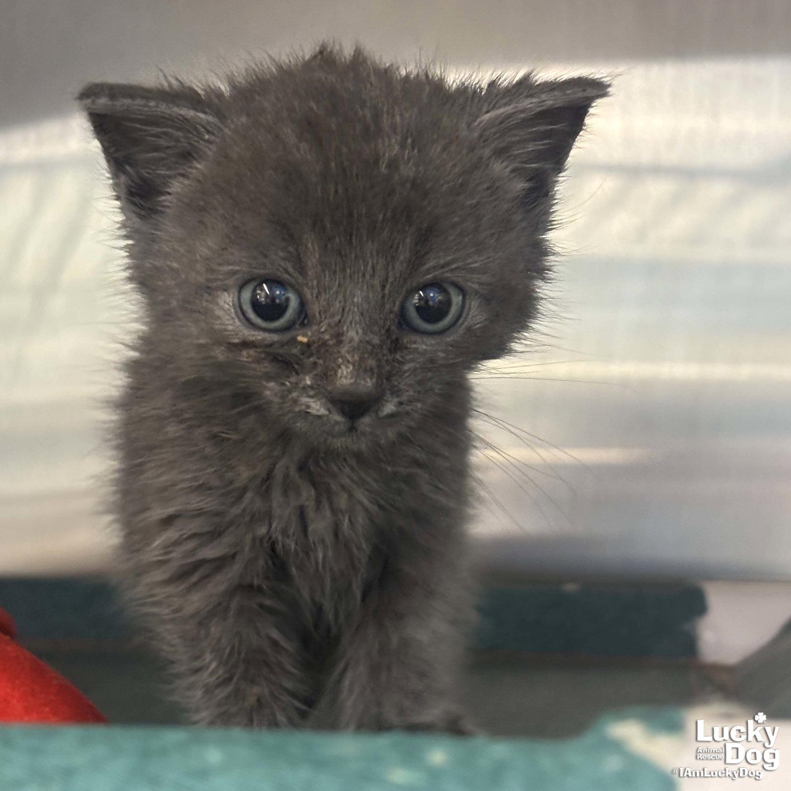 Anya, a Adopted Domestic Short Hair in Washington, DC image 1/3