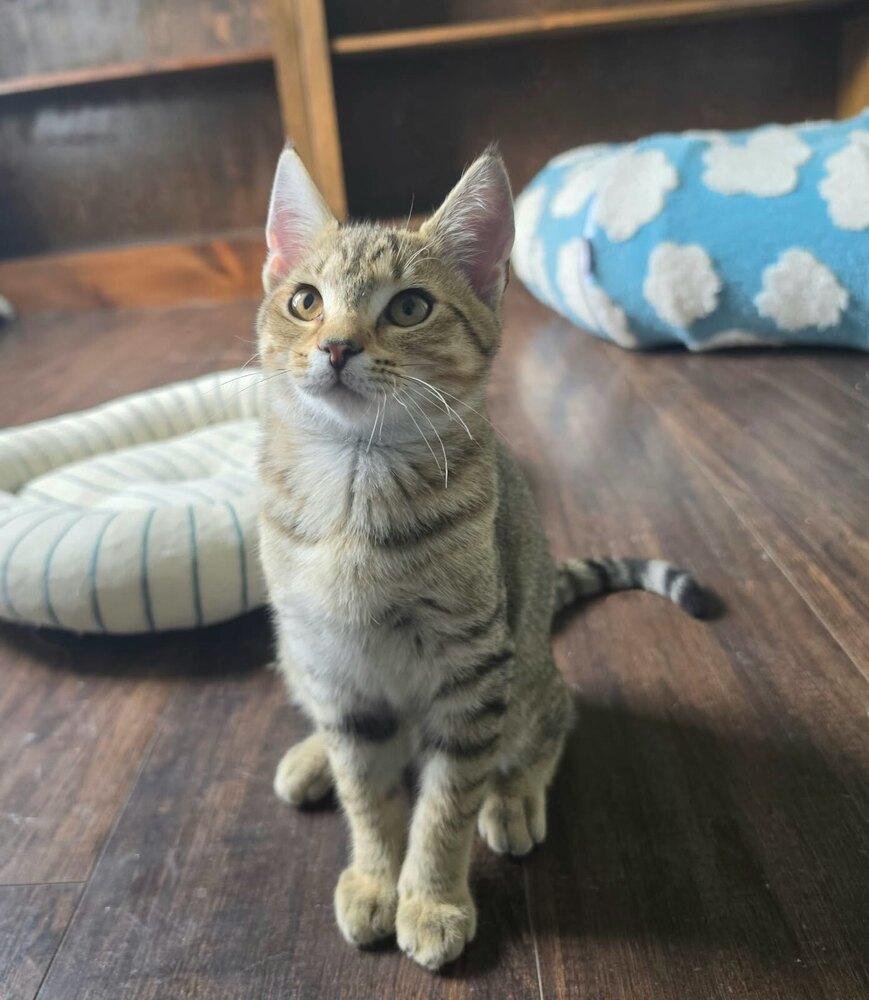 Pinecone, Adoptable, Kitten Female Domestic Short Hair.