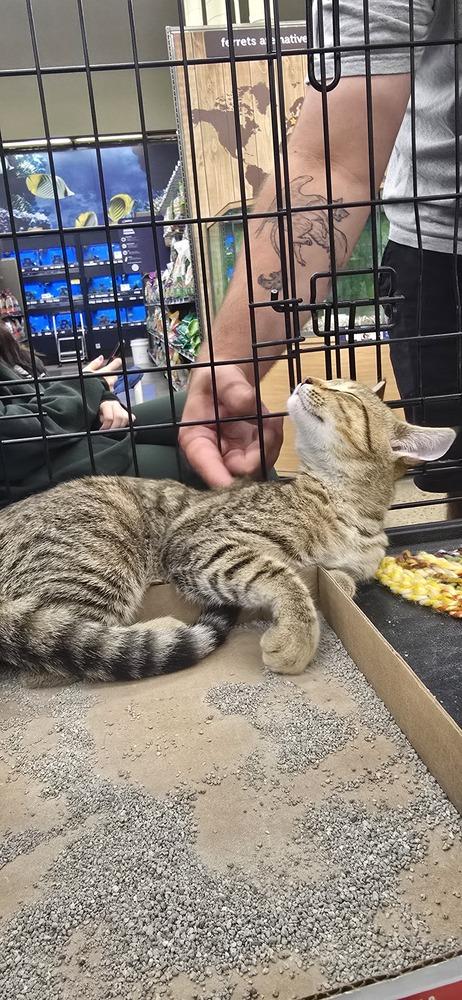 Enlarge Pinecone, a Adoptable Domestic Short Hair in Kinston, NC image 2/3