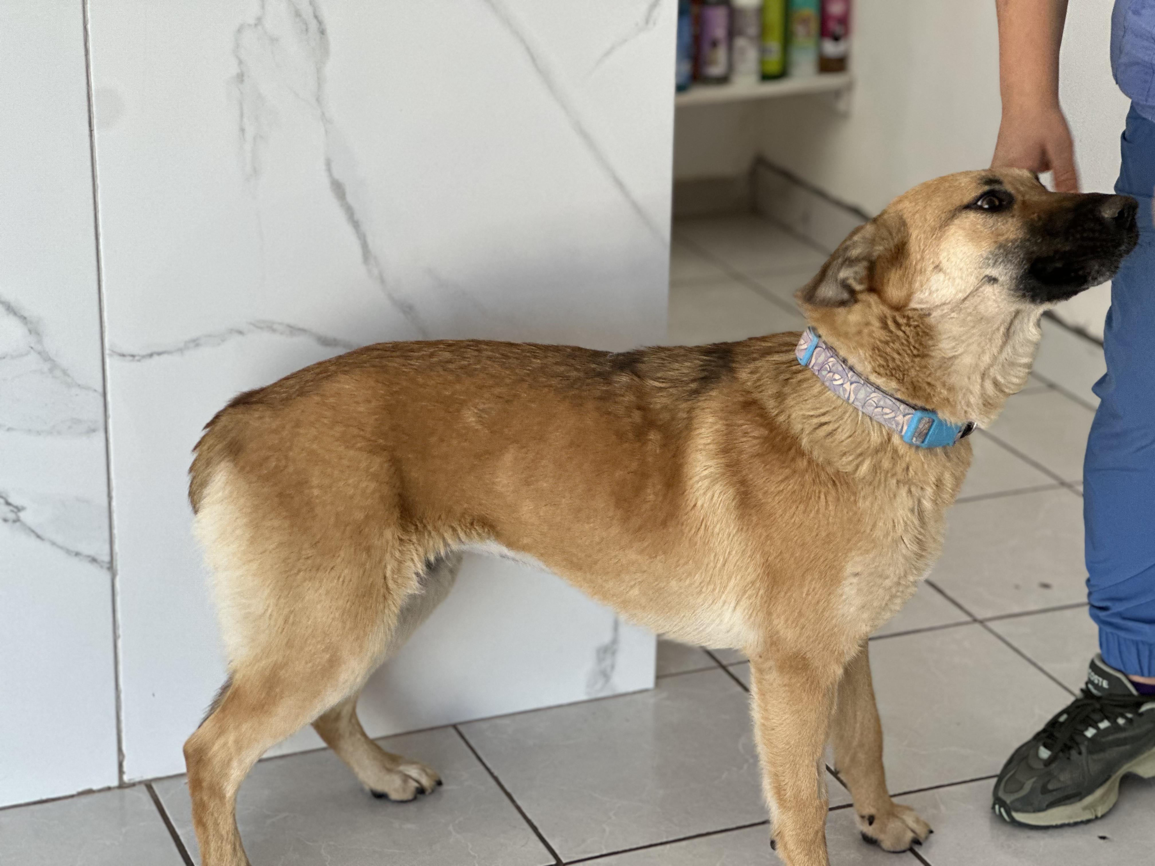 Hope, an adopted German Shepherd Dog in Santa Maria Del Valle, JAL image 2/3