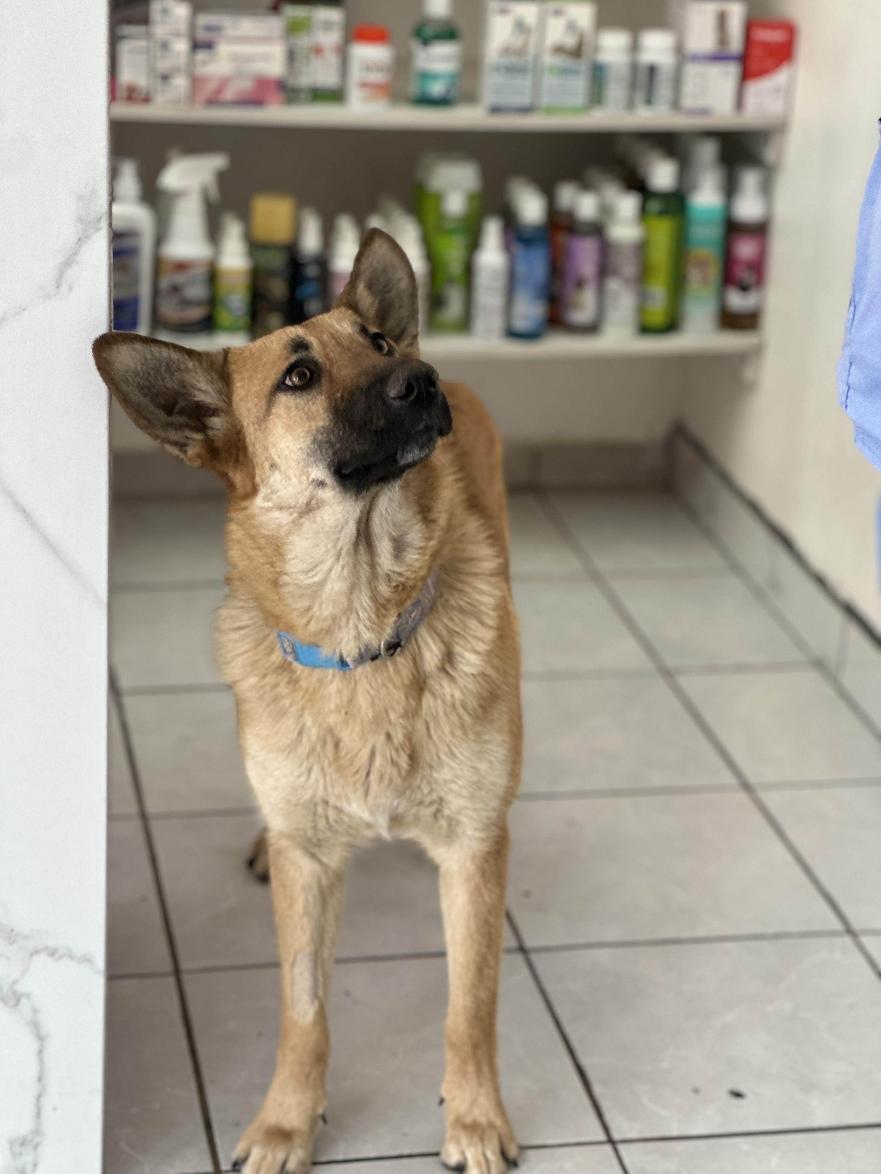 Hope, an adopted German Shepherd Dog in Santa Maria Del Valle, JAL image 1/3