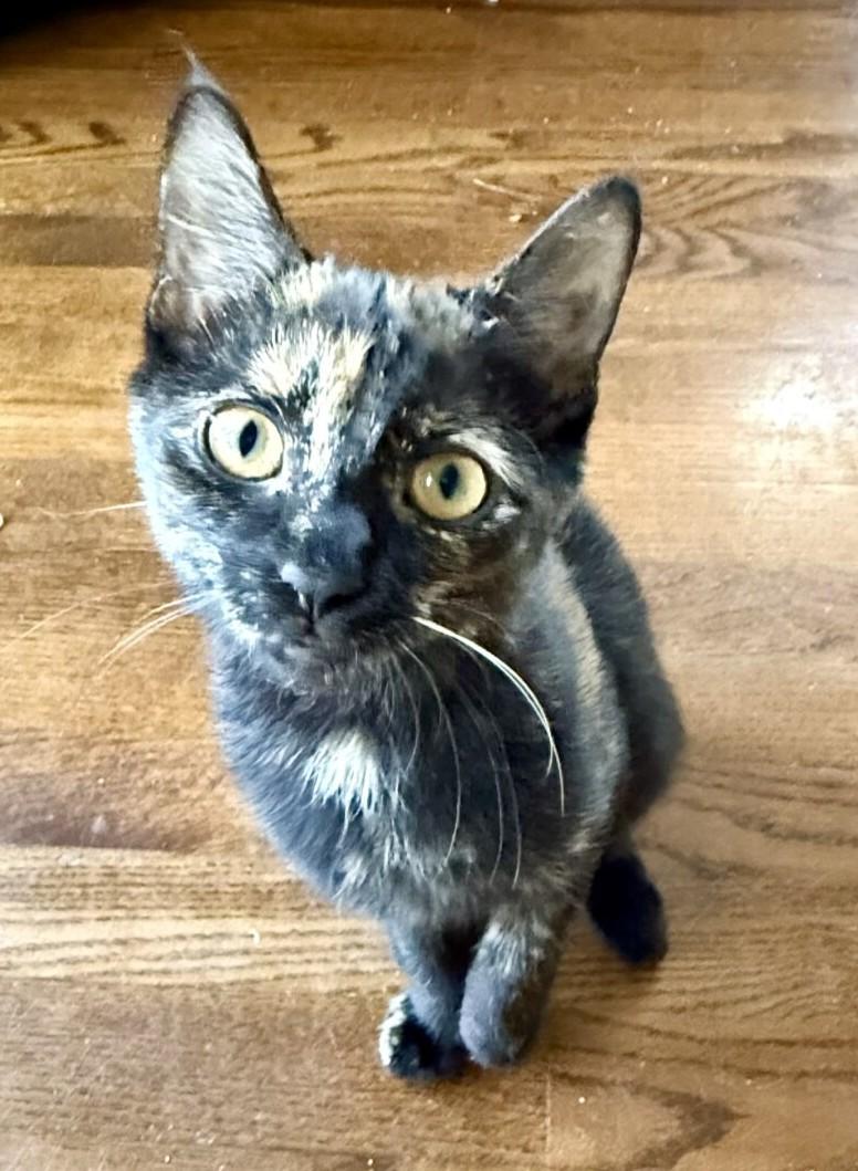 Enlarge DAHLIA, a ADOPTABLE mixed breed in Louisville, TN image 2/5