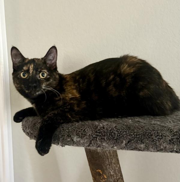 DAHLIA, ADOPTABLE, Young Female Devon Rex & Tortoiseshell.