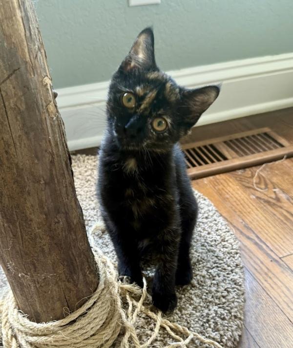 Enlarge DAHLIA, a ADOPTABLE mixed breed in Louisville, TN image 1/3