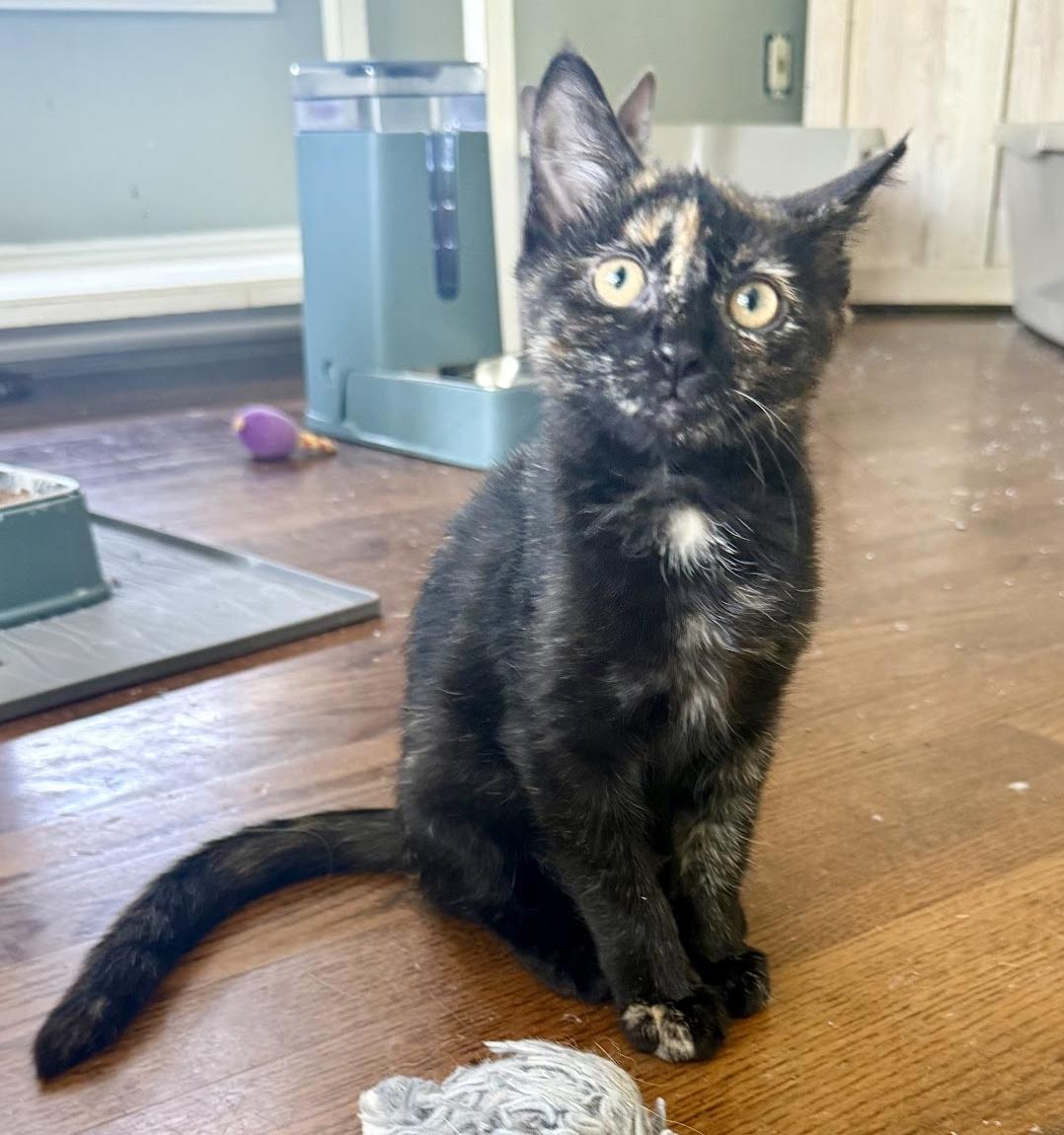 Enlarge DAHLIA, a ADOPTABLE mixed breed in Louisville, TN image 3/3