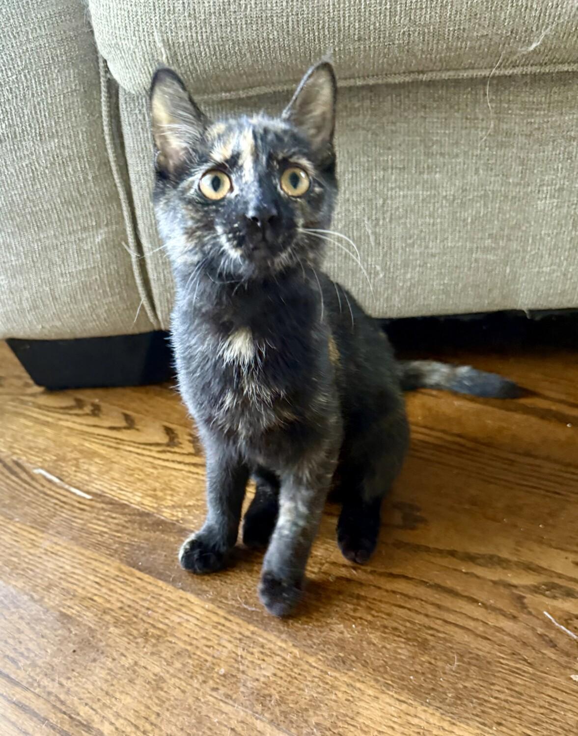Enlarge DAHLIA, a ADOPTABLE mixed breed in Louisville, TN image 3/5