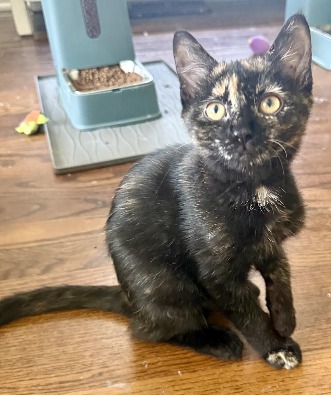 Enlarge DAHLIA, a ADOPTABLE mixed breed in Louisville, TN image 2/3