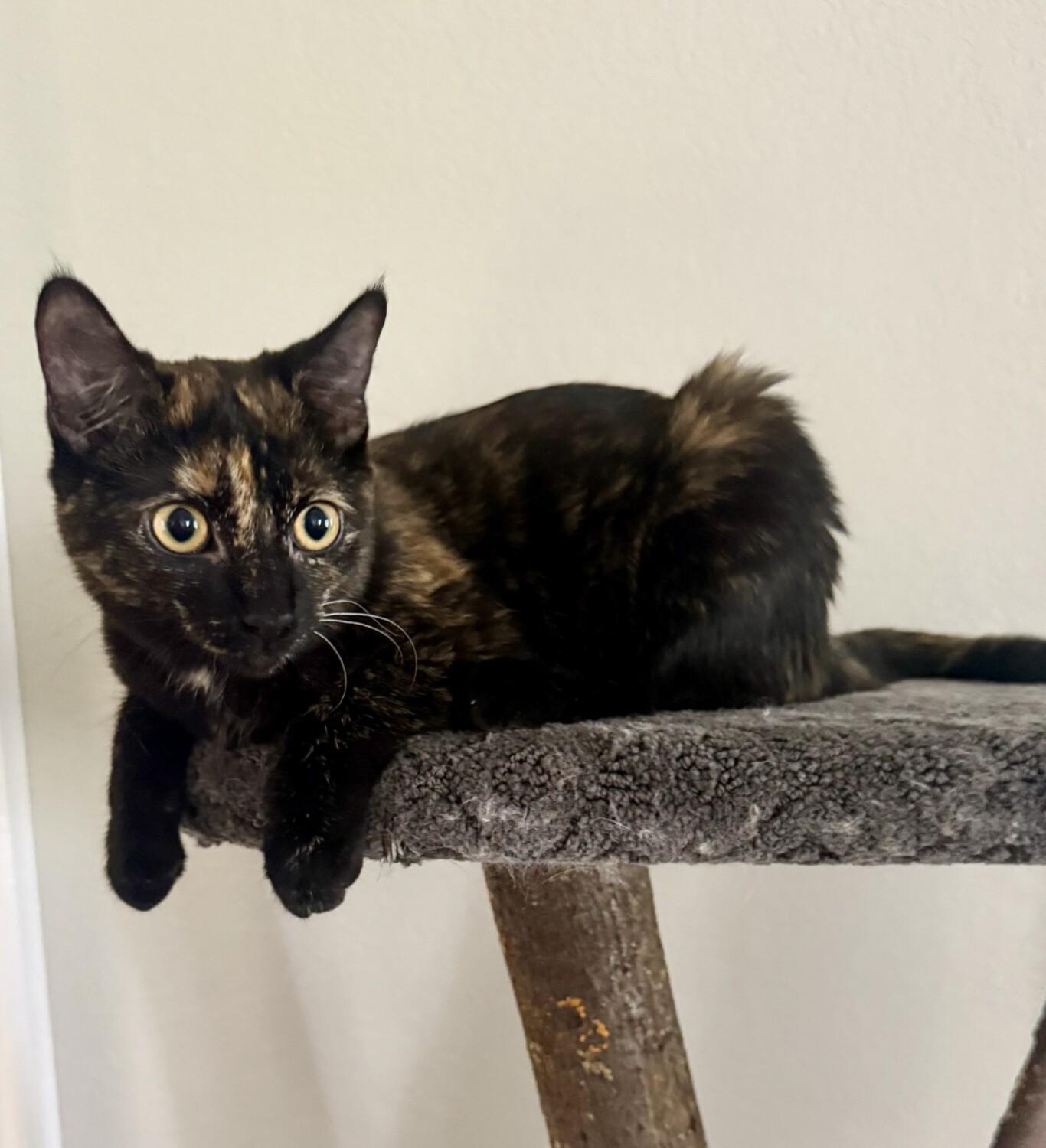 DAHLIA, a ADOPTABLE mixed breed in Louisville, TN image 3/5