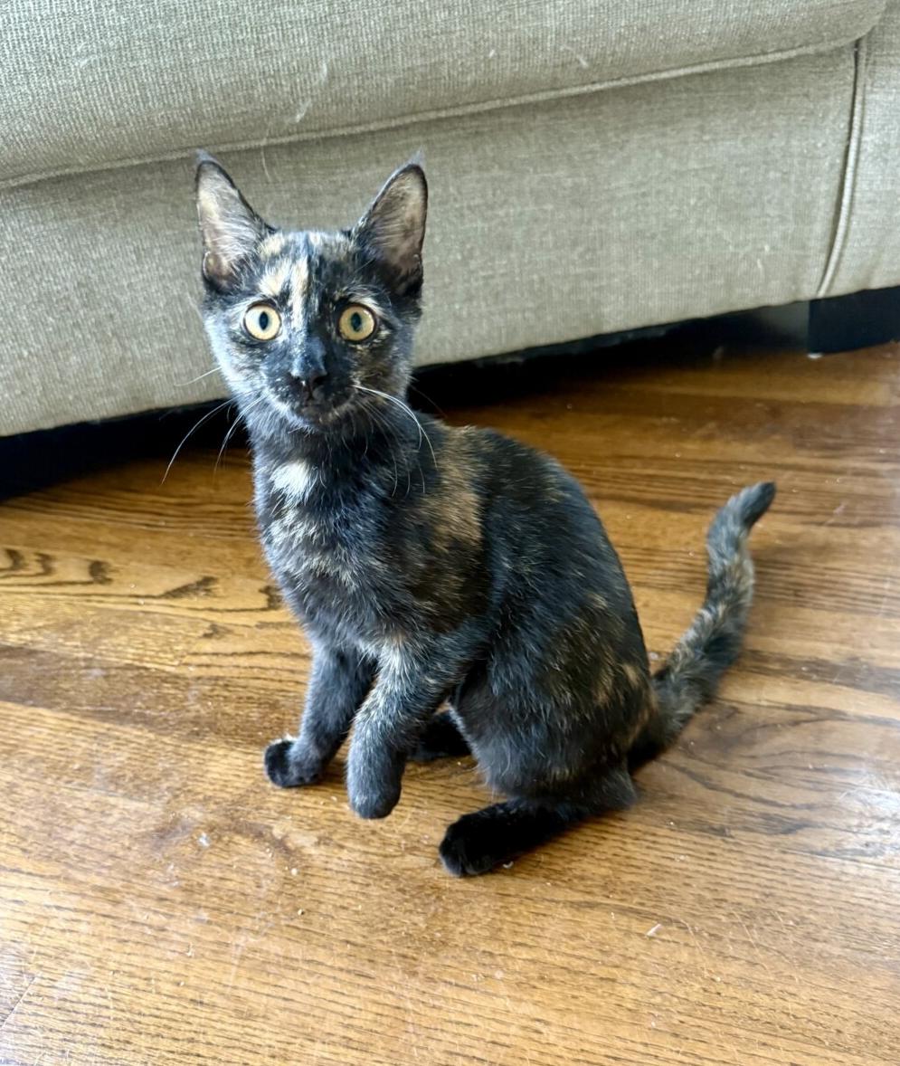 Enlarge DAHLIA, a ADOPTABLE mixed breed in Louisville, TN image 4/5