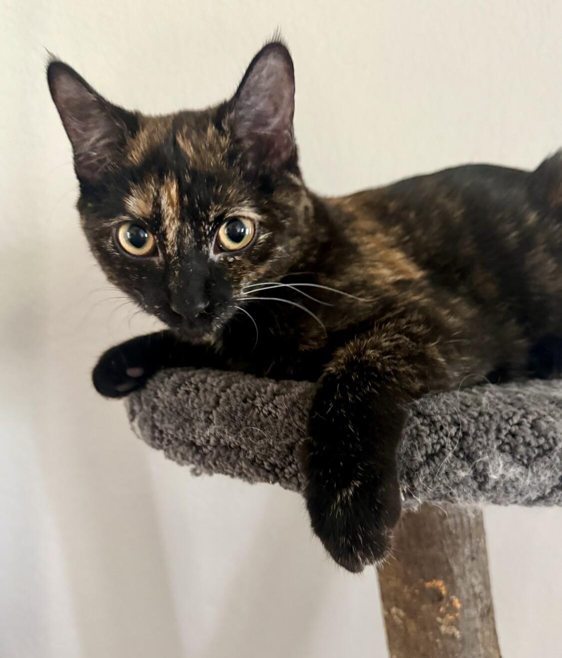 DAHLIA, a ADOPTABLE mixed breed in Louisville, TN image 5/5