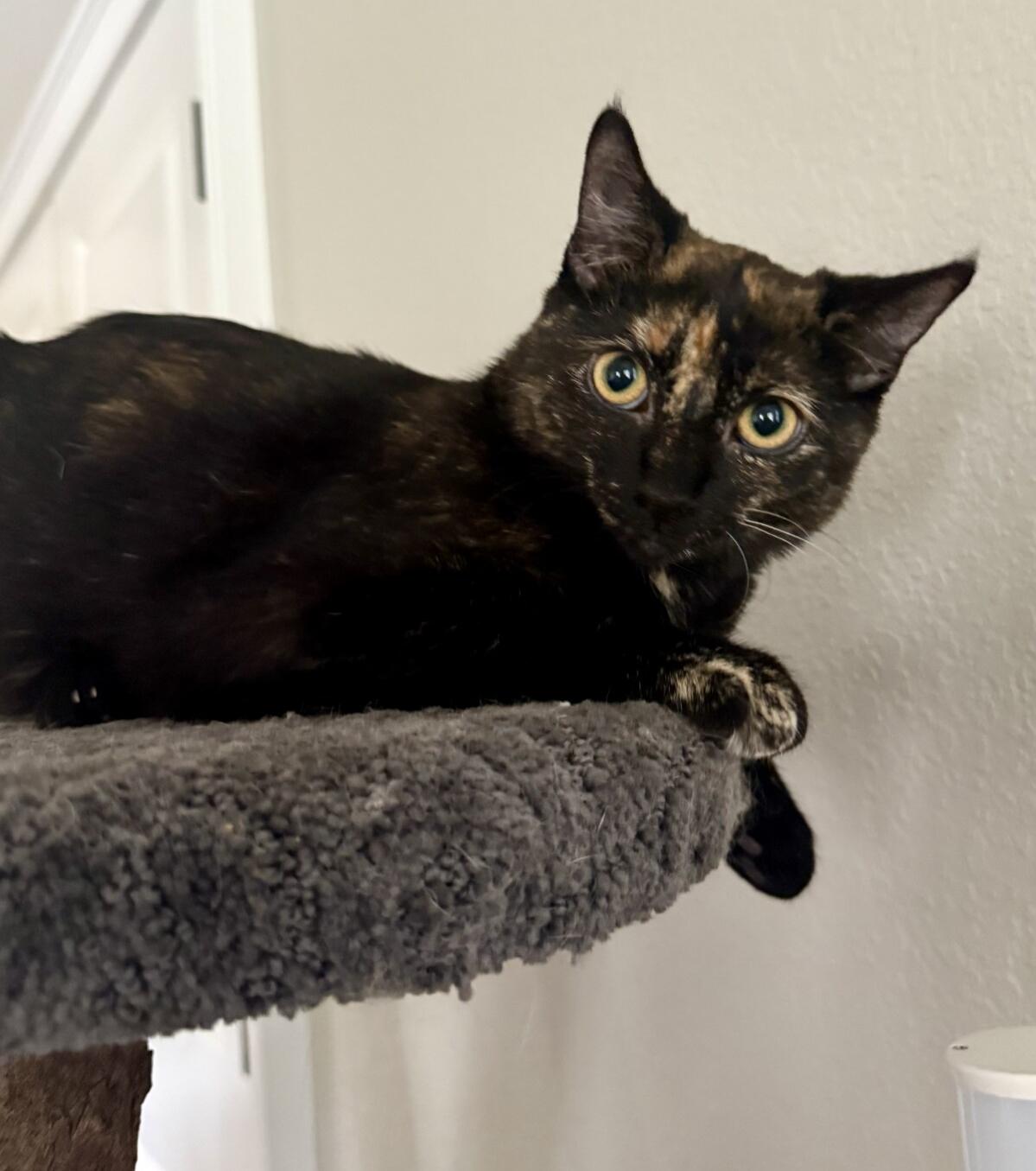 DAHLIA, a ADOPTABLE mixed breed in Louisville, TN image 4/5