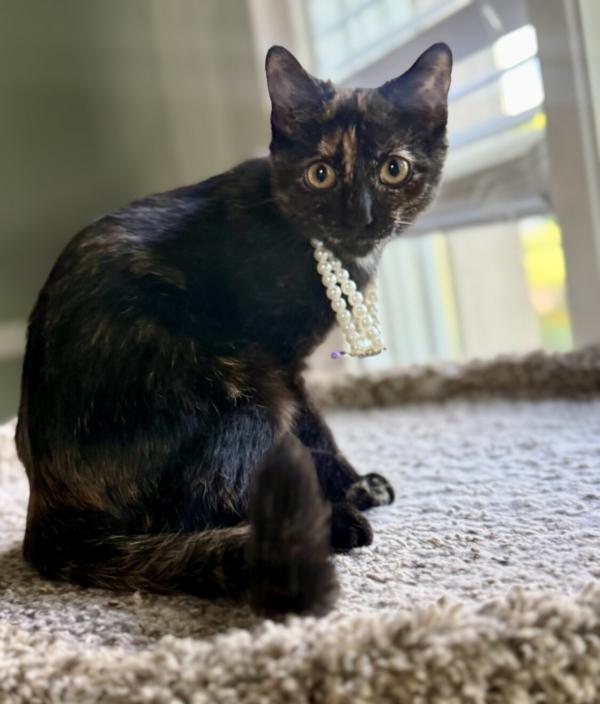 Enlarge DAHLIA, a ADOPTABLE mixed breed in Louisville, TN image 1/5