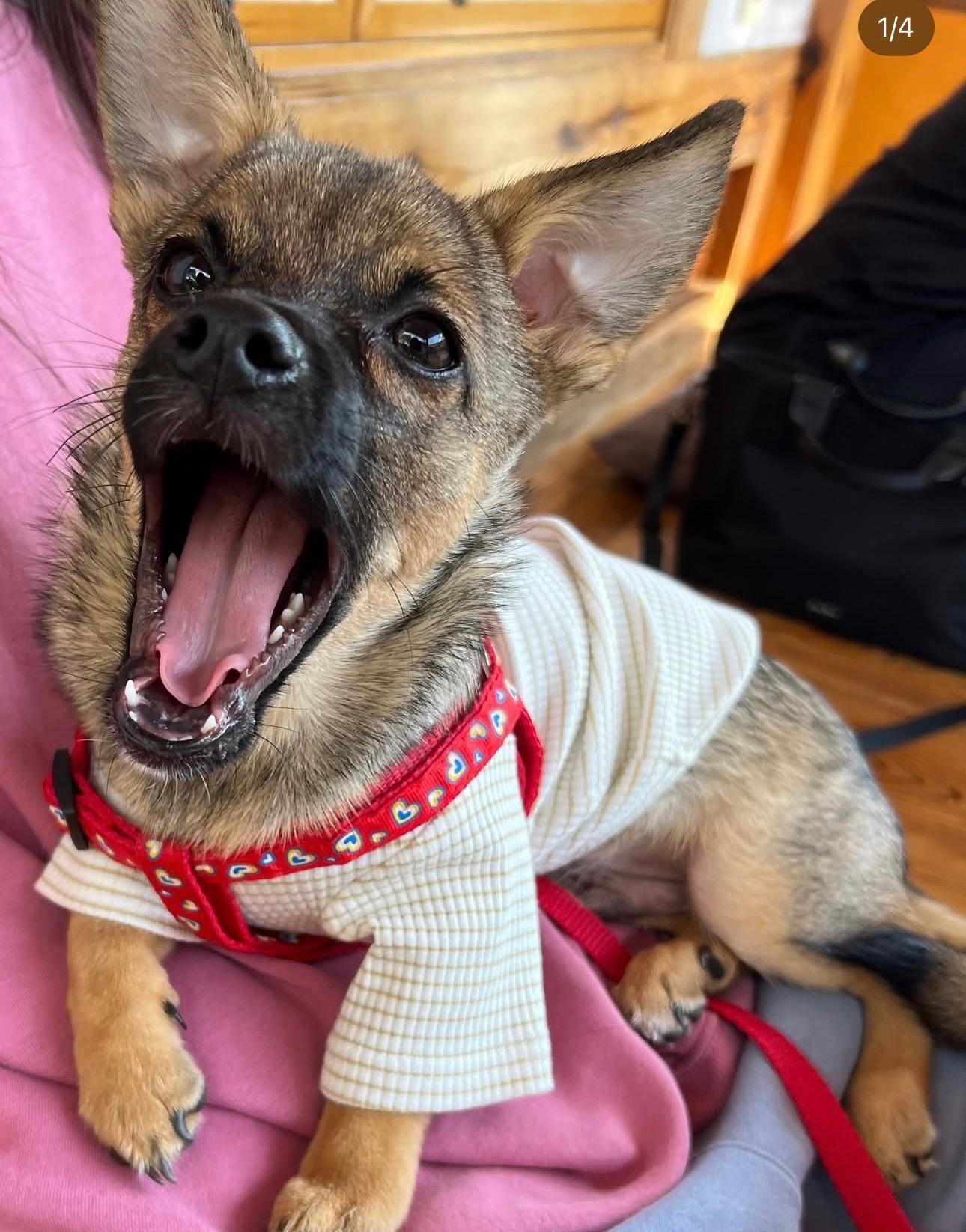 Enlarge Bagel, a Adoptable mixed breed in los angeles, CA image 3/5