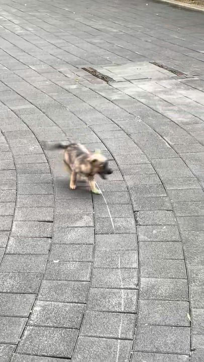 Enlarge Bagel, a Adoptable mixed breed in los angeles, CA video 4/5