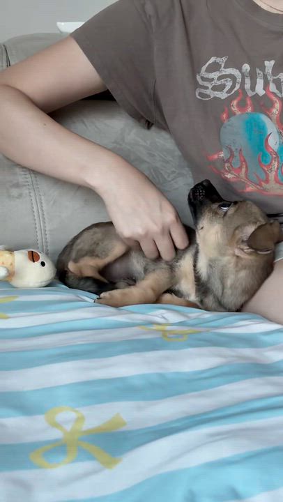 Enlarge Bagel, a Adoptable mixed breed in los angeles, CA video 2/5