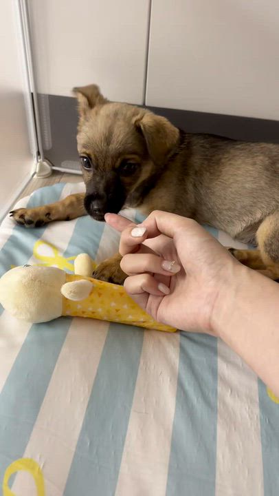 Enlarge Bagel, a Adoptable mixed breed in los angeles, CA video 5/5