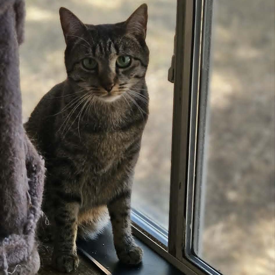 Enlarge Prue, a Adoptable Domestic Short Hair in Jacksonville, OR image 2/3