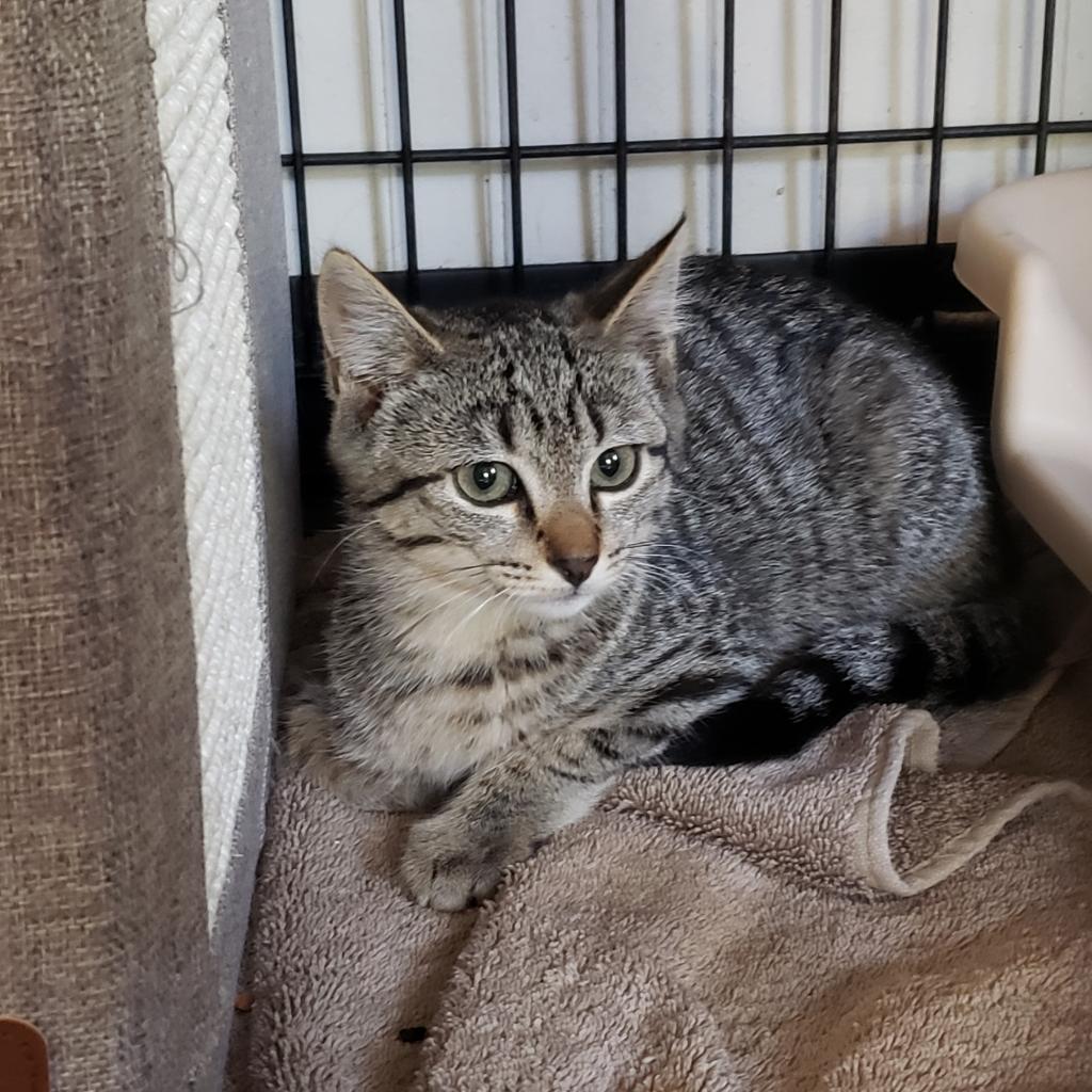 Enlarge Prue, a Adoptable Domestic Short Hair in Jacksonville, OR image 2/2