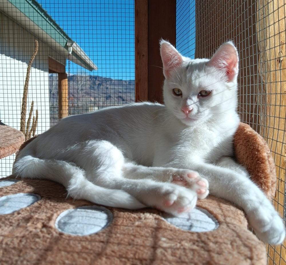 Enlarge Skibidi, a Adoptable mixed breed in Challis, ID image 4/6