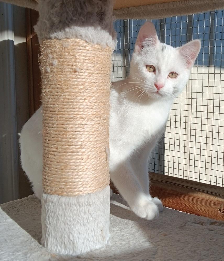 Enlarge Skibidi, a Adoptable mixed breed in Challis, ID image 5/6